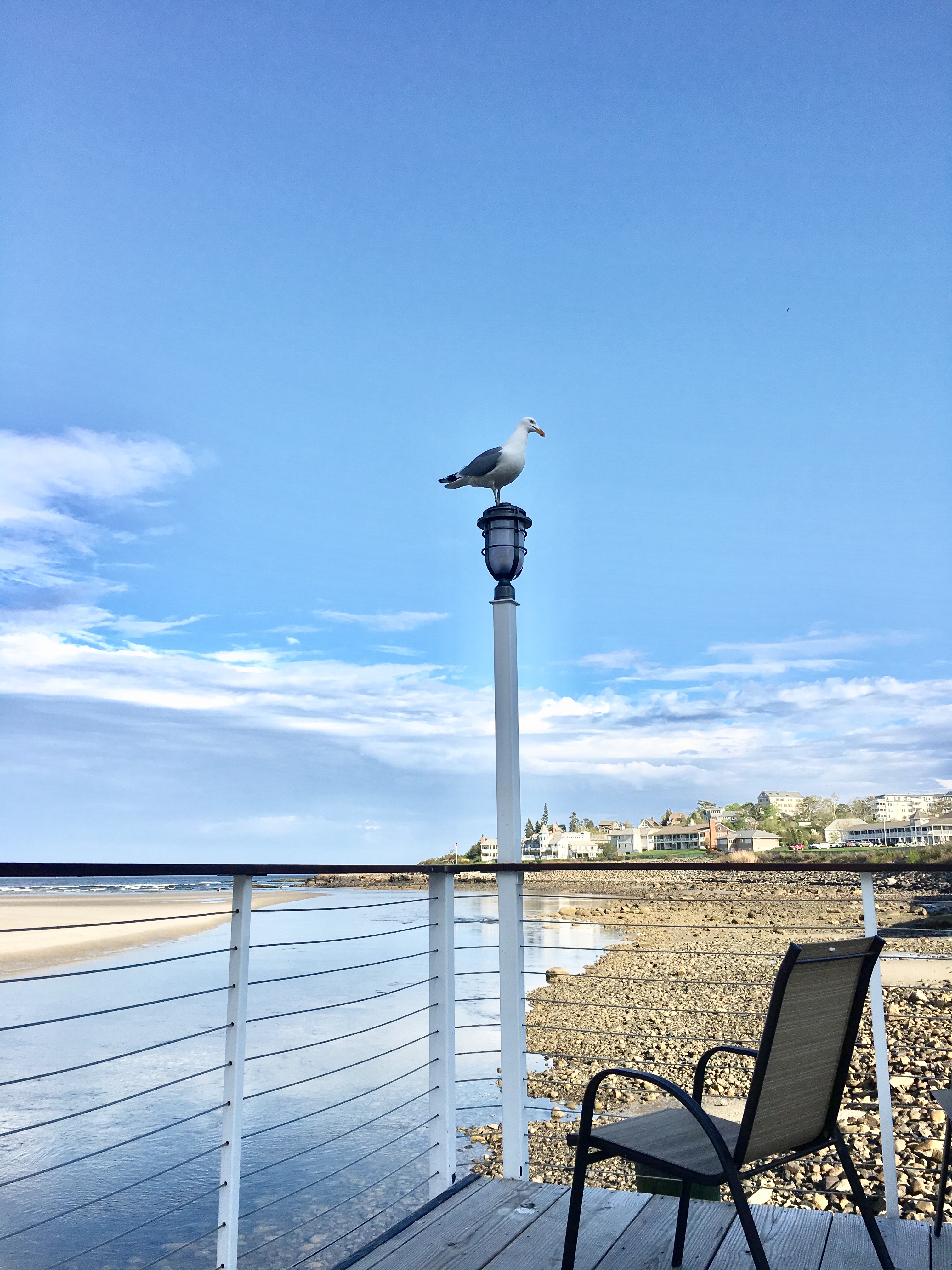 Seagull perched on ocean view deck.